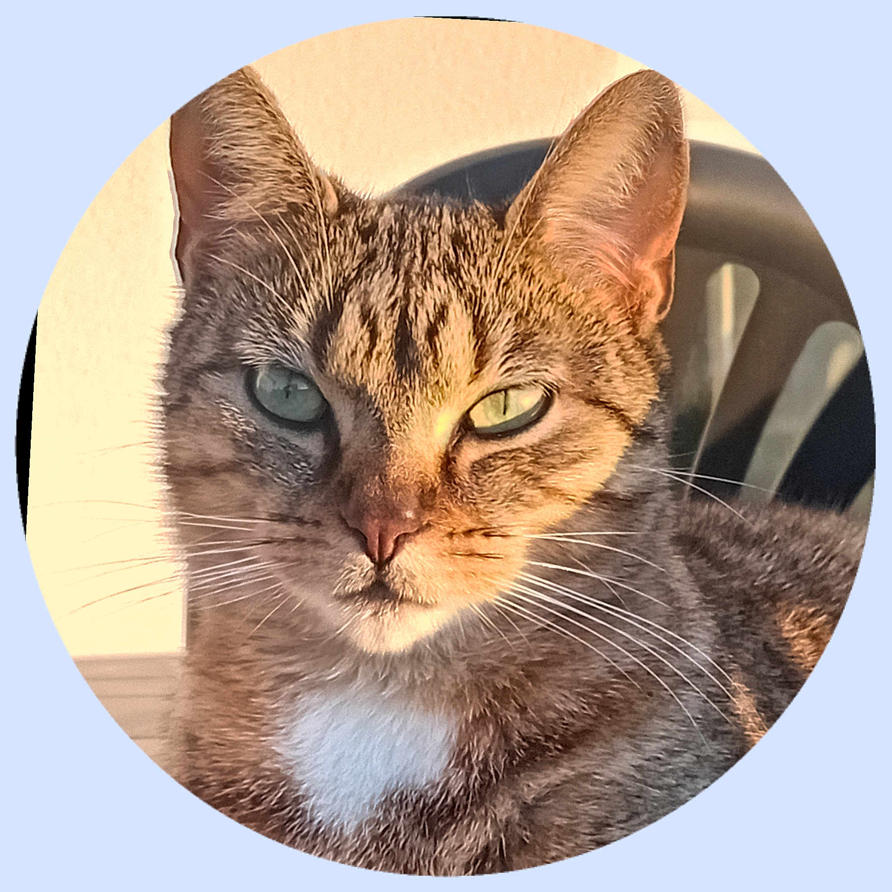 Noisette participe au concours pour gagner de l'argent avec cette photo : abyssinian, angora, animal, cat, egyptiancat, fisheye, kitten, manx, person, pet, photography, siamese