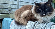 Peapod joined the competition — help win amazing prizes! animal, blanket, blue_eyes, cat, close_up, cozy, daylight, ears, feline, fluffy, fur, house_siding, nature, outdoor, pet, relaxed, resting, texture, whiskers, windows