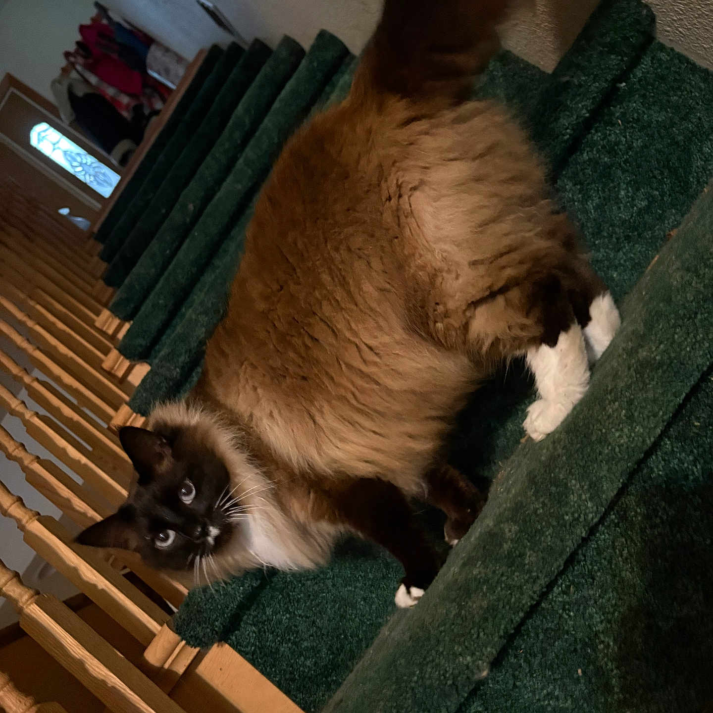 Peapod joined the competition — help win amazing prizes! cat, siamese_cat, stairs, carpet, indoor, wooden_banister, pet, feline, fluffy, blue_eyes, tail, step, home, animal, curious, cute, domestic, walking, portrait, household