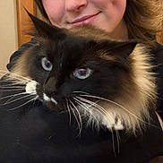 Peapod is registered to the contest to win money with this photo: cat, blue_eyes, fluffy, person, smile, indoor, face, black_fur, white_fur, whiskers, close_up, portrait, affection, holding, hair, human, warm, cute, pet, cozy