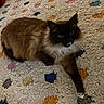 Peapod joined the competition — help win amazing prizes! cat, fluffy, pet, animal, indoor, carpet, patterned_rug, colorful, polka_dot, relaxed, curious, feline, whiskers, paw, brown_fur, black_face, white_chest, domestic_cat, cute, cozy