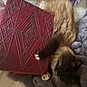 Peapod is registered to the contest to win money with this photo: cat, siamese_cat, animal, pet, fur, paw, blanket, fabric, embroidery, book, red, cozy, resting, indoor, soft, relaxation, whiskers, claws, comfort, sleepy