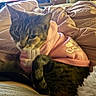 Zelda is registered to the contest to win money with this photo: cat, tabby, hoodie, pink_clothing, pet, indoor, blanket, fur, animal, cozy, relaxed, sleepy, cute, mammal, whiskers, tail, soft_lighting, warm_colors, fabric, resting