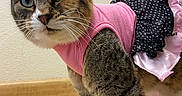 Zelda is registered to the contest to win money with this photo: cat, tabby, pet, animal, clothing, dress, pink, black, polka_dot, indoor, floor, curious, cute, whiskers, ears, fur, standing, looking, domestic, mammal
