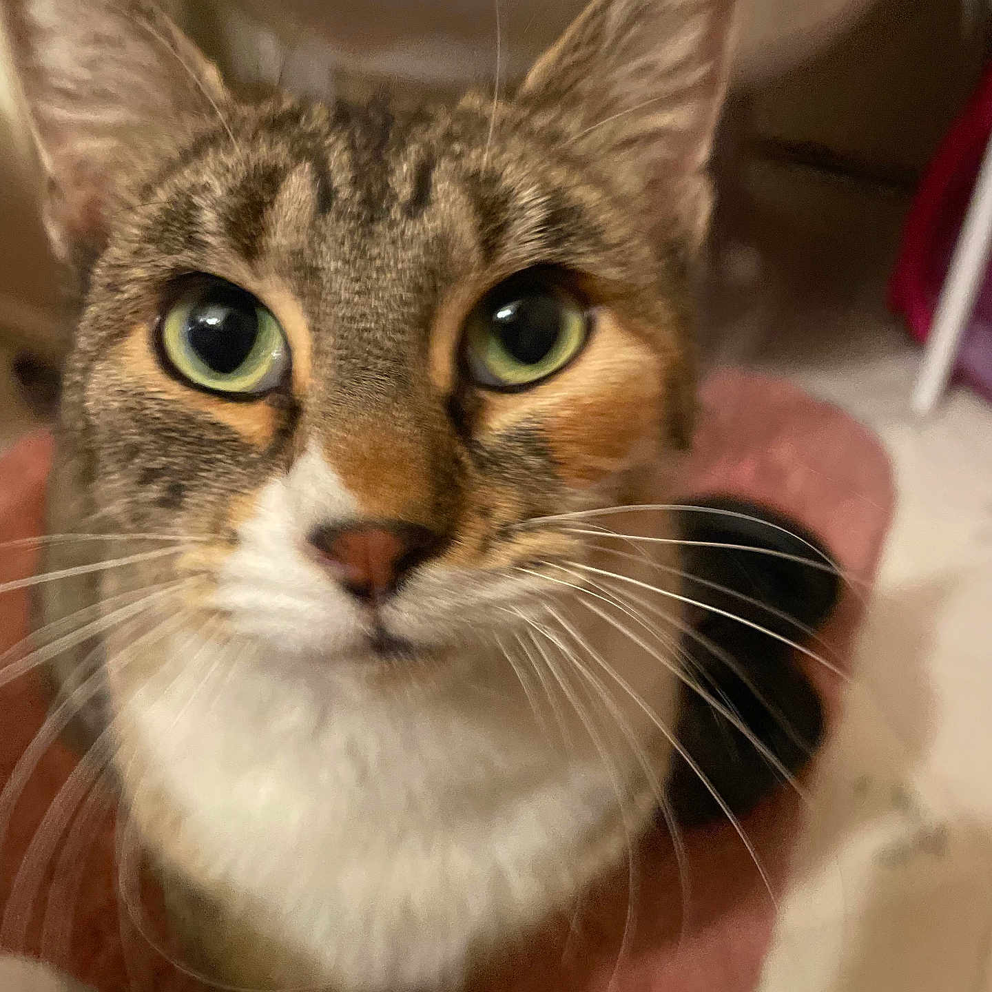 Zelda