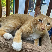Peter Parker joined the competition — help win amazing prizes! cat, orange_tabby, white_paws, pet, feline, animal, indoor, perch, relaxed, resting, soft_texture, fur, whiskers, ears, outdoor_view, wooden_railings, home, window, daylight, closeup