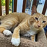cat, orange_tabby, white_paws, pet, feline, animal, indoor, perch, relaxed, resting, soft_texture, fur, whiskers, ears, outdoor_view, wooden_railings, home, window, daylight, closeup