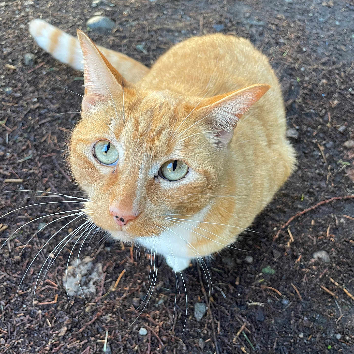Peter Parker is registered to the contest to win money with this photo: cat, orange_tabby, green_eyes, whiskers, outdoor, dirt, rocks, animal, pet, feline, curious, close_up, nature, fur, mammal, ground, looking_up, whisker, ears, tail