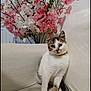 cat, indoor, couch, flower_bouquet, pink_flowers, white_flowers, tabby_cat, pet, sitting, curious, feline, domestic_animal, closeup, decor, home_interior, plant, soft_lighting, cozy, white_background, relaxed