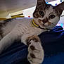 cat, feline, pet, indoor, collar, paw, fur, whiskers, curious, closeup, animal, mammal, resting, blanket, domestic, cute, tabby, white, brown, relaxed