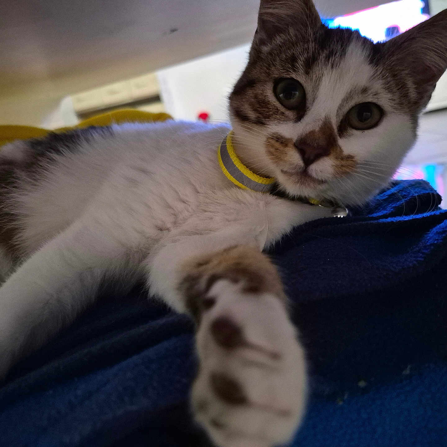 Onze a rejoint le concours — aidez-le/la à gagner de superbes lots ! animal, blanket, brown, cat, closeup, collar, curious, cute, domestic, feline, fur, indoor, mammal, paw, pet, relaxed, resting, tabby, whiskers, white