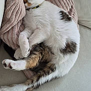 Onze a rejoint le concours — aidez-le/la à gagner de superbes lots ! cat, kitten, sleeping, resting, feline, pet, couch, blanket, cozy, fur, white, brown, striped, domestic_animal, indoor, relaxed, cute, animal, paw, tail