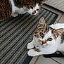 cat, cats, striped_rug, indoor, floor_tiles, brown_tabby, white_fur, pet, animal, curious, lying_down, standing, whiskers, ears, collar, bell, domestic_cat, feline, eyes, close_up