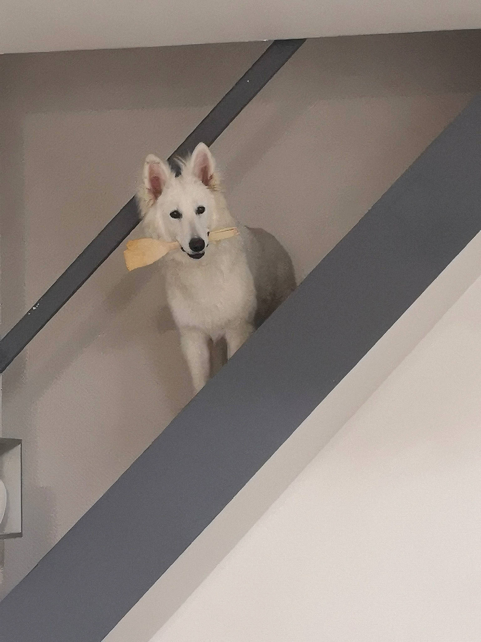 Princesse a rejoint le concours — aidez-le/la à gagner de superbes lots ! berger_blanc_suisse, canidae, carnivore, dog, dog_breed, room, stairs, white, white_shepherd