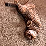 Karma is registered to the contest to win money with this photo: adorable, animal, carpet, cat, cozy, cute, domestic, feline, fur, home, indoor, lying_down, mammal, paws, pet, playful, relaxed, sleepy, tabby, whiskers