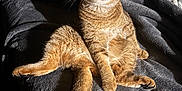Karma joined the competition — help win amazing prizes! animal, bed, blanket, cat, cozy, cute, expression, feline, fur, indoor, light, pet, relaxed, shadow, sitting, tabby, tail, texture, whiskers, wide_eyes