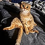 animal, bed, blanket, cat, cozy, cute, expression, feline, fur, indoor, light, pet, relaxed, shadow, sitting, tabby, tail, texture, whiskers, wide_eyes