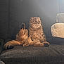 Karma joined the competition — help win amazing prizes! cat, couch, cozy, curtains, domestic_animal, expression, feline, fur, furniture, home, indoor, leg_up, paw, pet, relaxed, sitting, soft_light, tabby, whiskers, window_light
