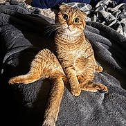 Karma joined the competition — help win amazing prizes! animal, bed, blanket, cat, cozy, cute, expression, feline, fur, indoor, light, pet, relaxed, shadow, sitting, tabby, tail, texture, whiskers, wide_eyes