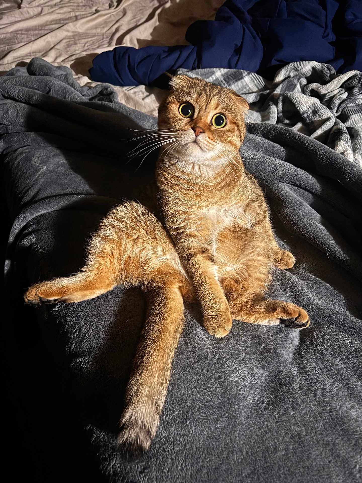Karma joined the competition — help win amazing prizes! animal, bed, blanket, cat, cozy, cute, expression, feline, fur, indoor, light, pet, relaxed, shadow, sitting, tabby, tail, texture, whiskers, wide_eyes