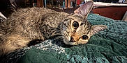 Chuck joined the competition — help win amazing prizes! cat, tabby_cat, pet, indoor, quilt, green, pattern, fur, whiskers, ears, eyes, close_up, leather_chair, wooden_furniture, cozy, domestic, animal, resting, curious, home