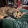 cat, tabby_cat, pet, indoor, quilt, green, pattern, fur, whiskers, ears, eyes, close_up, leather_chair, wooden_furniture, cozy, domestic, animal, resting, curious, home