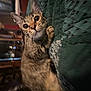 Chuck is registered to the contest to win money with this photo: cat, tabby, pet, indoor, quilt, green, fur, whiskers, ears, curious, animal, mammal, closeup, cute, domestic, feline, resting, cozy, eyes, portrait