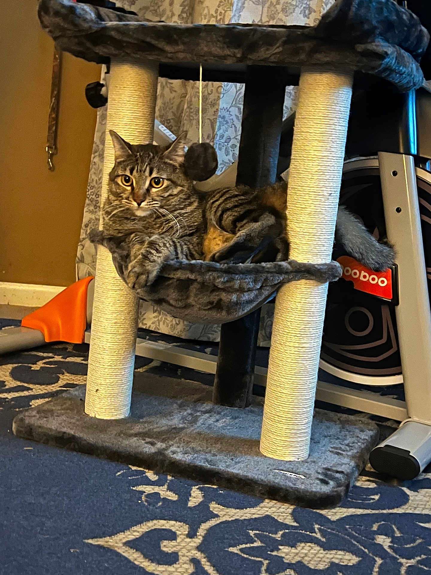 Chuck is registered to the contest to win money with this photo: cat, tabby, cat_tree, hammock, indoor, pet, fur, animal, resting, eyes, whiskers, rope_post, carpet, exercise_equipment, curtain, home_interior, floor, relaxed, furniture, toy