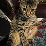 Chuck joined the competition — help win amazing prizes! cat, tabby, pet, animal, feline, quilt, patterned, couch, indoor, relaxed, sitting, fur, whiskers, ears, paw, closeup, home, cozy, curious, looking