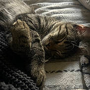Chuck is registered to the contest to win money with this photo: cat, tabby, sleeping, paw, fur, blanket, cozy, resting, nap, indoor, soft, striped, cute, pet, animal, whiskers, relaxed, feline, closeup, comfort