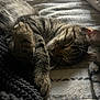 cat, tabby, sleeping, paw, fur, blanket, cozy, resting, nap, indoor, soft, striped, cute, pet, animal, whiskers, relaxed, feline, closeup, comfort