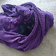 Binx joined the competition — help win amazing prizes! cat, black_cat, blanket, purple_blanket, carpet, indoor, pet, animal, cozy, hiding, fur, cute, soft, resting, folded_blanket, home, comfort, small, eyes, nest