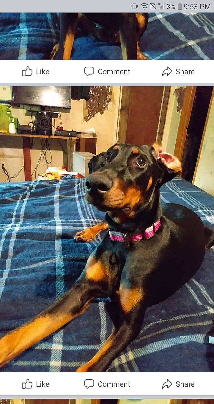 Ariel joined the competition — help win amazing prizes! canidae, carnivore, collar, companion_dog, couch, dog, dog_breed, dog_collar, dog_supply, fawn, hound, liver, pet_supply, pinscher, plaid, snout, sporting_group, tartan, television, working_animal