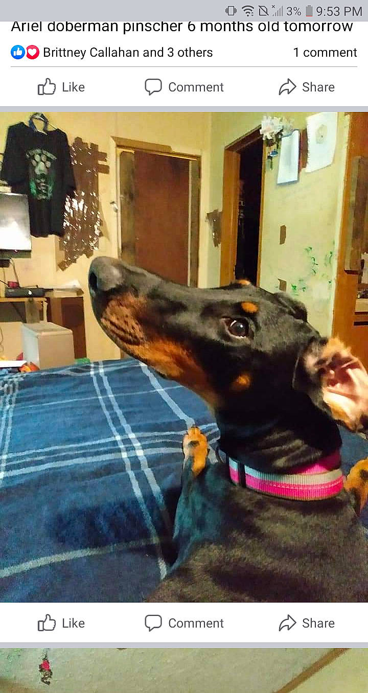 Ariel joined the competition — help win amazing prizes! canidae, carnivore, collar, companion_dog, dobermann, dog, dog_breed, dog_collar, dog_supply, ear, fashion_accessory, fawn, guard_dog, jaw, liver, pet_supply, snout, sporting_group, working_animal, working_dog