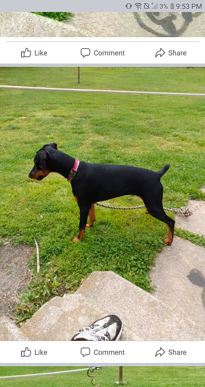 Ariel joined the competition — help win amazing prizes! canidae, carnivore, collar, companion_dog, dobermann, dog, dog_breed, dog_collar, dog_supply, foot, grass, grassland, guard_dog, pet_supply, sandal, slipper, snout, sporting_group, working_animal, working_dog