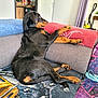 Aïka a rejoint le concours — aidez-le/la à gagner de superbes lots ! rottweiler, puppy, dog, couch, blanket, towel, indoor, pet, resting, fur, black_and_tan, relaxed, animal, home, furniture, looking_away, paw, snout, ears, young_dog