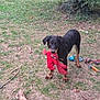 Aïka a rejoint le concours — aidez-le/la à gagner de superbes lots ! alert, animal, black_dog, canine, cute, dog, grass, mammal, nature, outdoor, pet, playful, playtime, red_toy, rope_toy, stick, tan_markings, toy, yard, young_dog