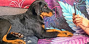 Aïka participe au concours pour gagner de l'argent avec cette photo : dog, black_and_tan, couch, colorful, patterned, indoor, pet, relaxed, person, hand, phone, furniture, living_room, blanket, decor, animal, companion, paw, side_view, resting