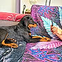 dog, black_and_tan, couch, colorful, patterned, indoor, pet, relaxed, person, hand, phone, furniture, living_room, blanket, decor, animal, companion, paw, side_view, resting