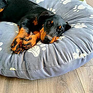 Aïka participe au concours pour gagner de l'argent avec cette photo : dog, puppy, black_and_tan, lying_down, dog_bed, paw_prints, grey_bed, wooden_floor, indoor, pet, relaxed, sleepy, canine, fur, animal, companion, resting, cute, domestic_animal, cozy