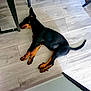 Aïka a rejoint le concours — aidez-le/la à gagner de superbes lots ! dog, sleeping, indoors, wooden_floor, black_dog, tan_paws, resting, chair_leg, pet, animal, quiet, flooring, relaxation, canine, paw, tail, side_view, domestic, calm, home