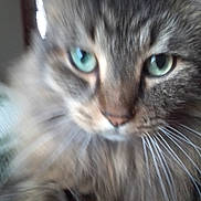 Oscar joined the competition — help win amazing prizes! cat, close_up, furry, green_eyes, whiskers, pet, animal, indoor, blurred, face, fur, portrait, cute, tabby, mammal, domestic_cat, whisker, closeup, soft_focus, feline