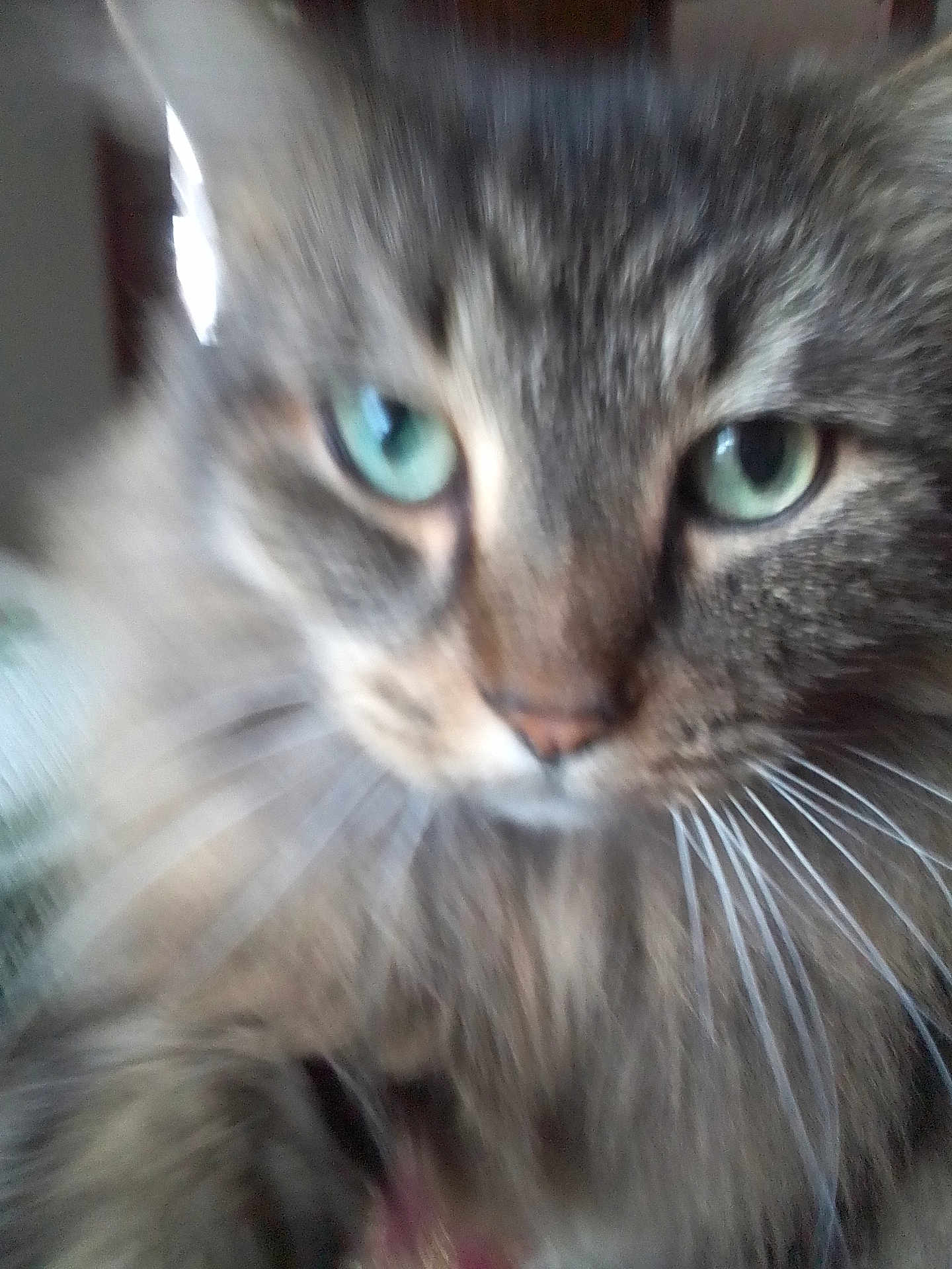 Oscar joined the competition — help win amazing prizes! cat, close_up, furry, green_eyes, whiskers, pet, animal, indoor, blurred, face, fur, portrait, cute, tabby, mammal, domestic_cat, whisker, closeup, soft_focus, feline