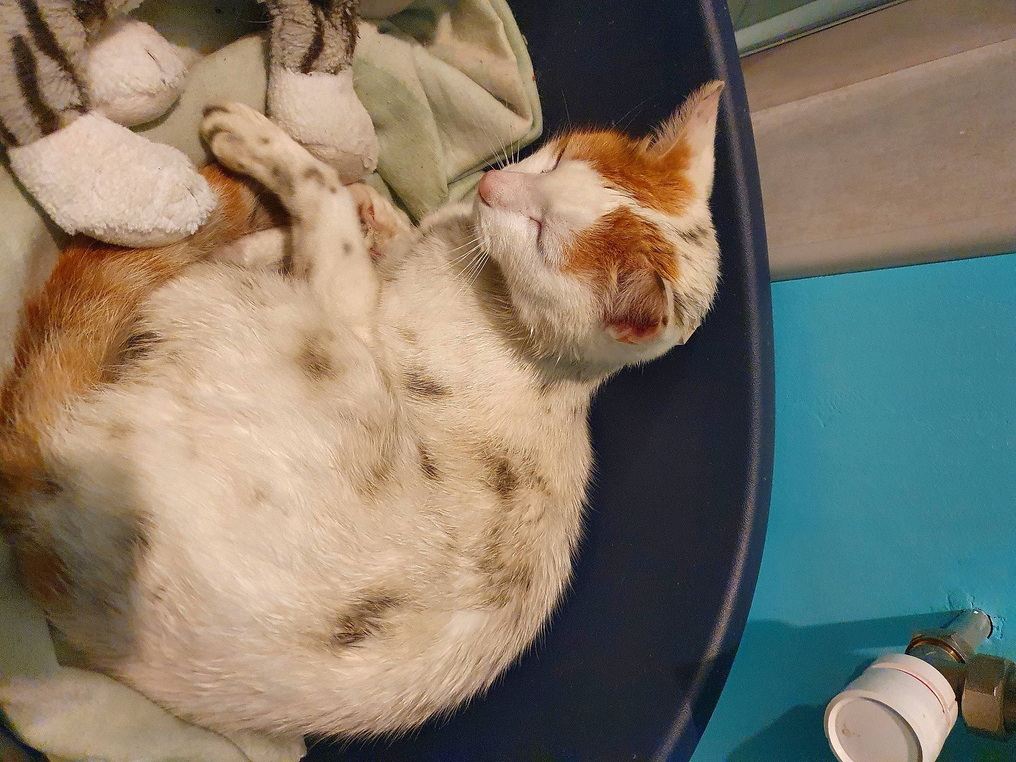 Patafix participe au concours pour gagner de l'argent avec cette photo : aegean_cat, carnivore, cat, domestic_short_haired_cat, ear, european_shorthair, fawn, felidae, fur, german_rex, kitten, nap, paw, sleep, small_to_medium_sized_cats, tail, whiskers