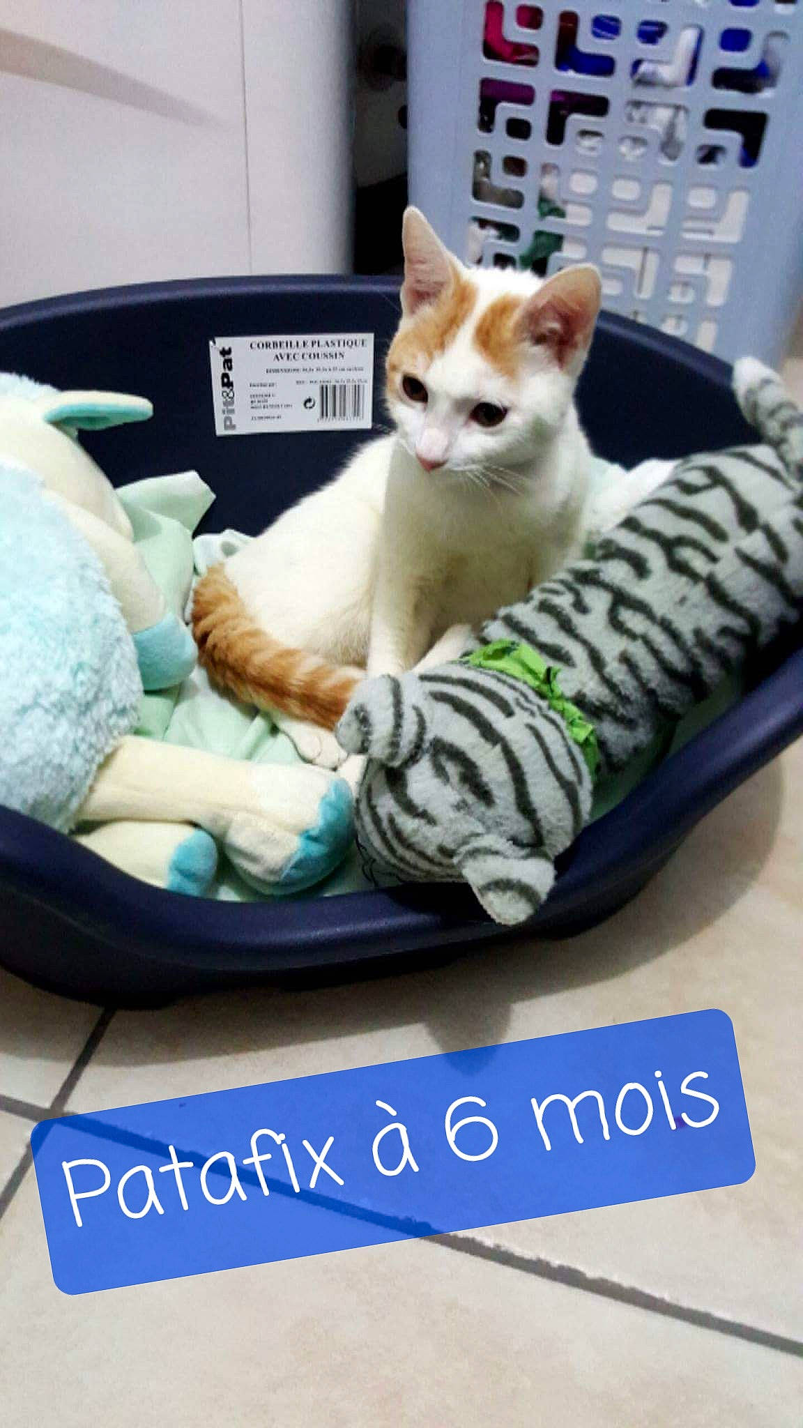 Patafix participe au concours pour gagner de l'argent avec cette photo : aegean_cat, asian, carnivore, cat, comfort, couch, domestic_short_haired_cat, european_shorthair, felidae, fur, furniture, kitten, nap, paw, photo_caption, polydactyl_cat, shoe, small_to_medium_sized_cats, turkish_van, whiskers