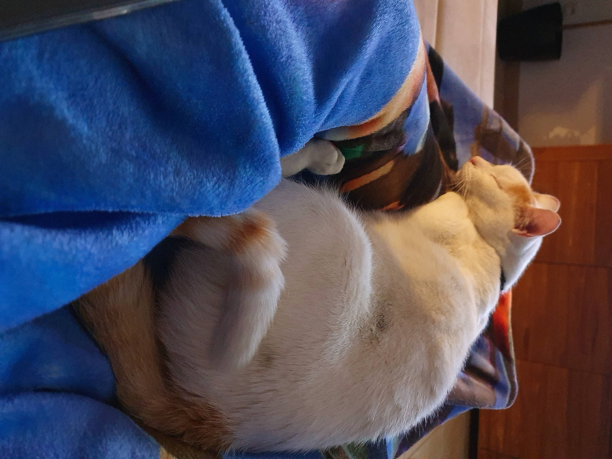 Patafix a rejoint le concours — aidez-le/la à gagner de superbes lots ! canidae, carnivore, dog_breed, fawn