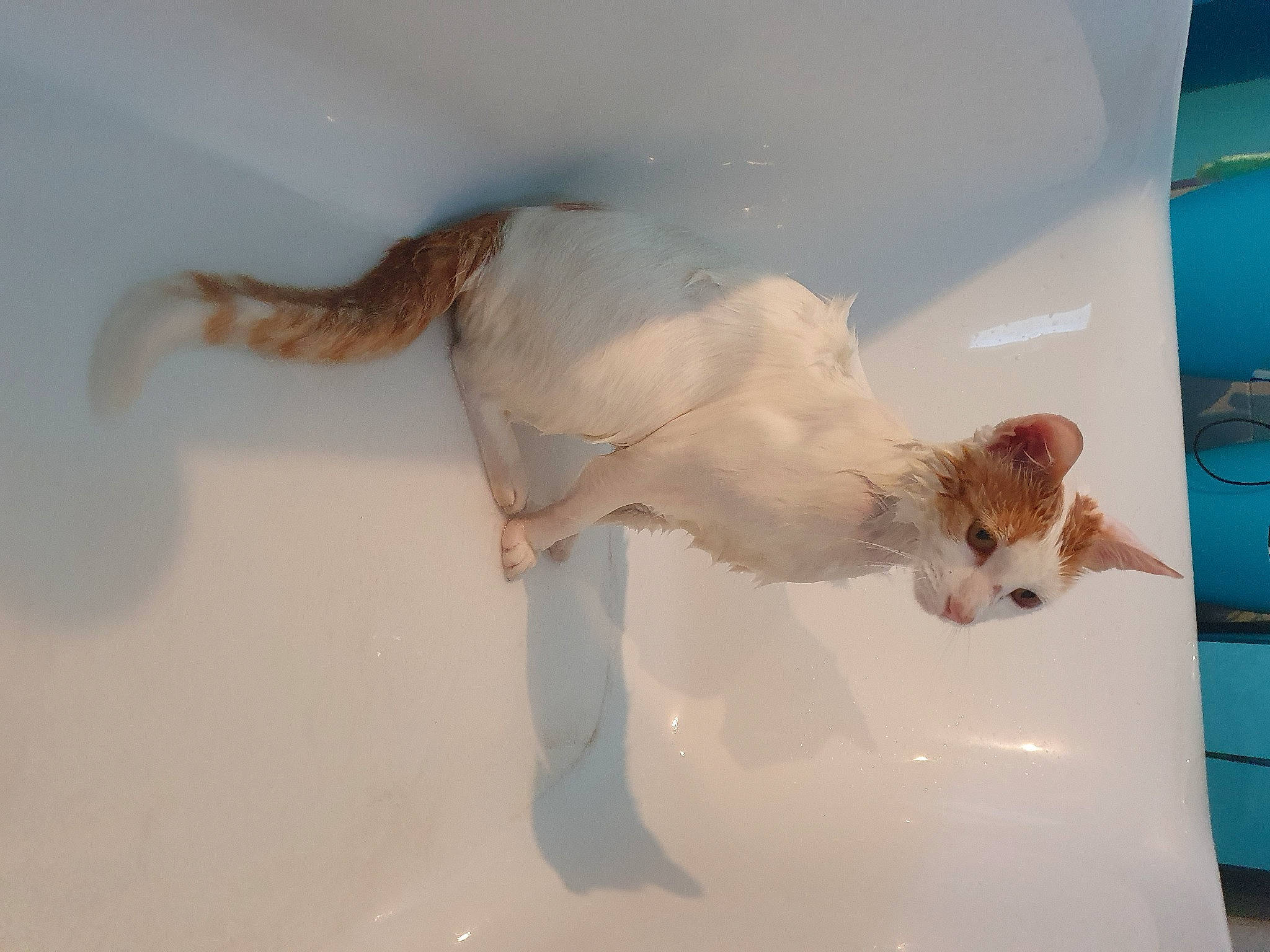 Patafix participe au concours pour gagner de l'argent avec cette photo : canidae, carnivore, companion_dog, dog, dog_breed, fawn, kooikerhondje, sporting_group, tail