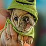 french_bulldog, puppy, dog, hoodie, green_hood, hand, person, orange_clothing, ring, wrinkles, cute, pet, animal, portrait, closeup, indoor, soft_background, small_paws, adorable, canine