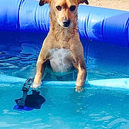 Cooper joined the competition — help win amazing prizes! dog, pool, water, outdoor, pet, animal, inflatable_pool, summer, sunny, brown_dog, canine, playing, wet, small_dog, looking, blue, recreation, fun, leisure, backyard