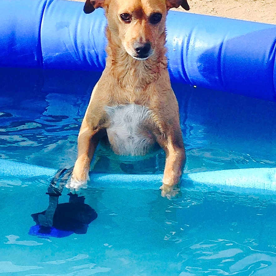 Cooper joined the competition — help win amazing prizes! animal, backyard, blue, brown_dog, canine, dog, fun, inflatable_pool, leisure, looking, outdoor, pet, playing, pool, recreation, small_dog, summer, sunny, water, wet